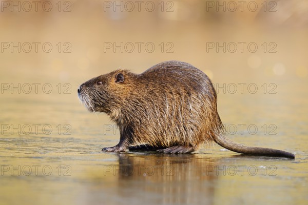 Nutria or swamp beaver (Myocastor coypus) on the ice surface of a lake in winter, neozoa in Germany, North Rhine-Westphalia, Germany