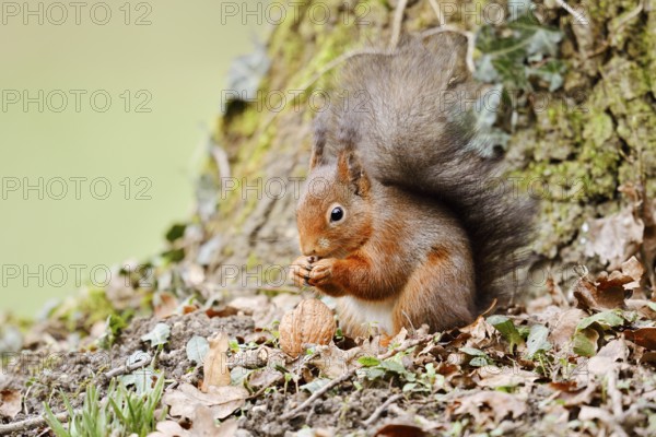 Eurasian squirrel (Sciurus vulgaris) eating a walnut, North Rhine-Westphalia, Germany
