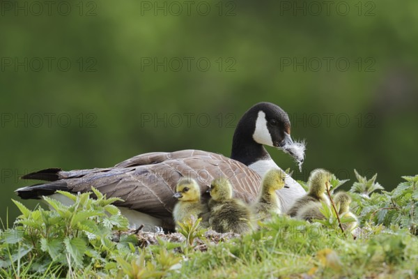 Canada goose (Branta canadensis) breeding with chicks on the nest, North Rhine-Westphalia, Germany