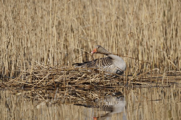 Greylag goose (Anser anser) building a nest in the reeds, North Rhine-Westphalia, Germany