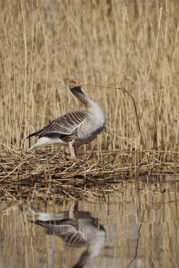 Greylag goose (Anser anser) building a nest in the reeds, North Rhine-Westphalia, Germany