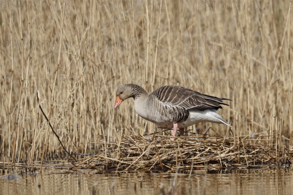 Greylag goose (Anser anser) on the nest in the reeds, North Rhine-Westphalia, Germany