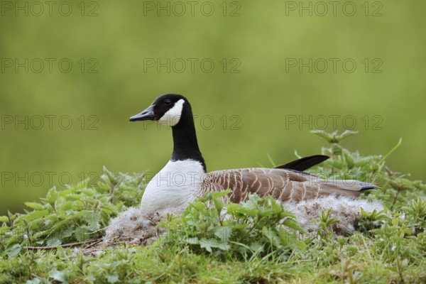 Canada goose (Branta canadensis) sitting brooding on the nest, North Rhine-Westphalia, Germany