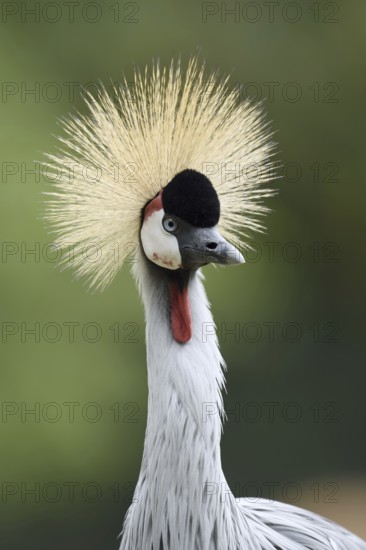 South African Crowned Crane or Grey-necked Crowned Crane (Balearica regulorum), portrait, captive, occurrence in Africa