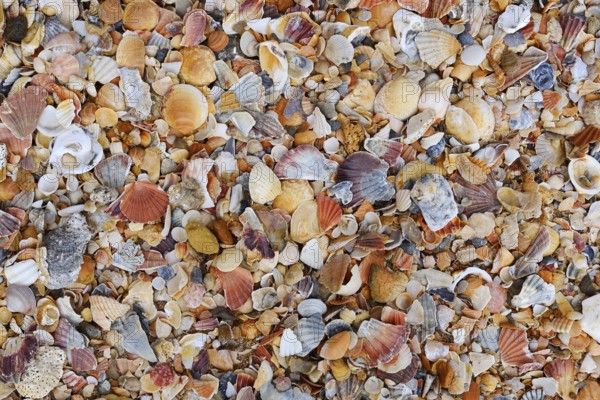 Different mussel shells on the beach, Algarve, Portugal