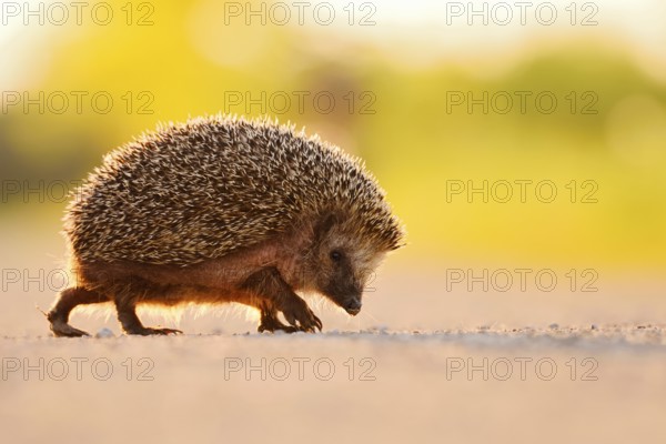Brown-breasted hedgehog or Western European hedgehog (Erinaceus europaeus), North Rhine-Westphalia, Germany
