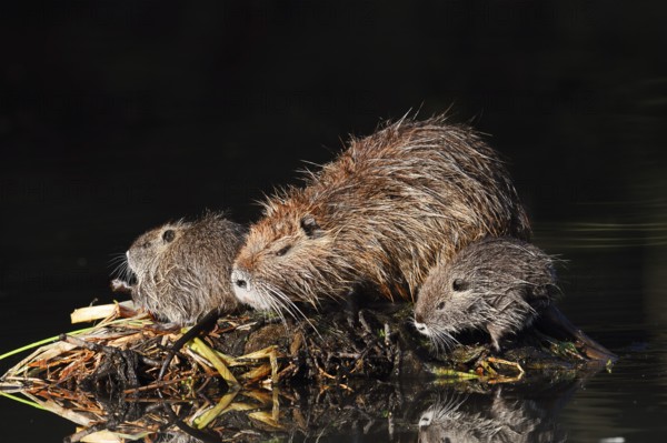 Nutria or swamp beaver (Myocastor coypus), female with young, North Rhine-Westphalia, Germany, Neozoon in Europe