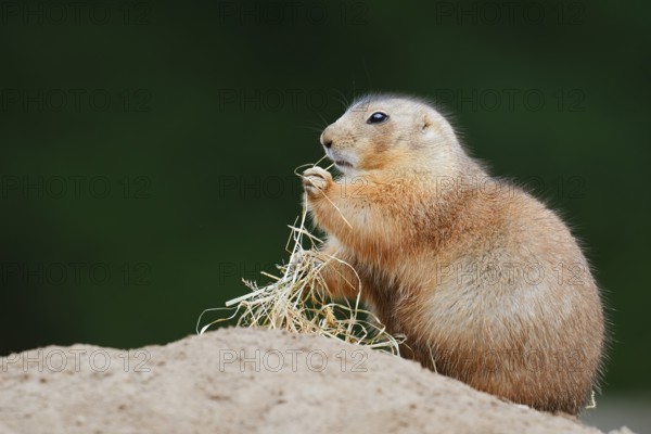 Black-tailed prairie dog (Cynomys ludovicianus) with dry grass at the burrow, North America