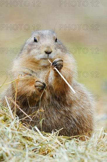 Black-tailed prairie dog (Cynomys ludovicianus) eats blades of grass, North America
