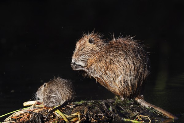 Nutria or swamp beaver (Myocastor coypus), female grooming with young, North Rhine-Westphalia, Germany, Neozoon in Europe