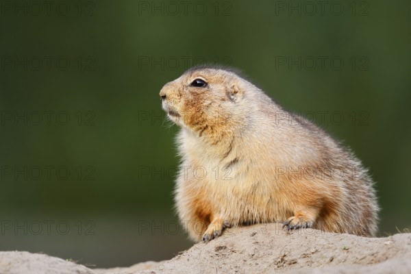 Black-tailed prairie dog (Cynomys ludovicianus) at the den, North America