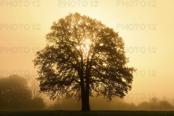 English oak (Quercus robur, Quercus pedunculata) in the morning mist at sunrise, North Rhine-Westphalia, Germany