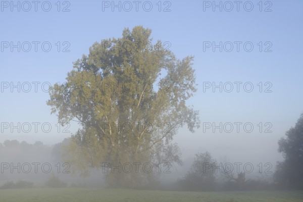 Bastard black poplar or Canada poplar (Populus ×canadensis, Populus ×euramericana) in the morning mist, North Rhine-Westphalia, Germany