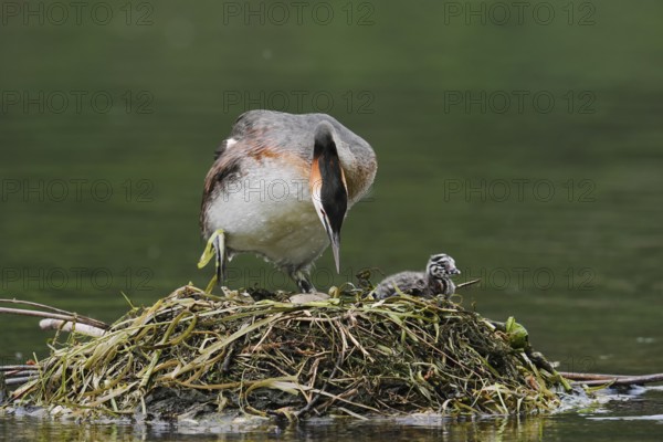 Great Crested Grebe (Podiceps scalloped ribbonfish) with chicks on the nest, North Rhine-Westphalia, Germany