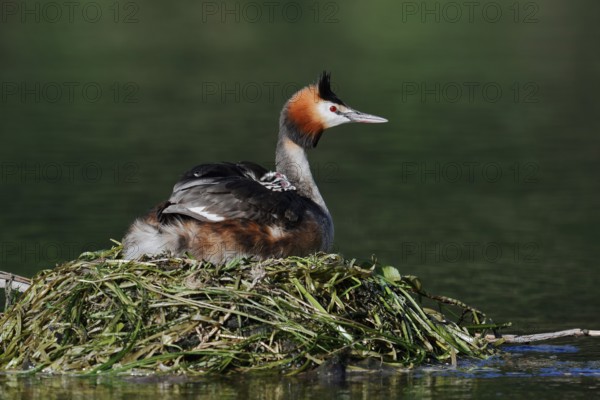 Great Crested Grebe (Podiceps Scalloped ribbonfish) sitting brooding with chicks on the nest, North Rhine-Westphalia, Germany