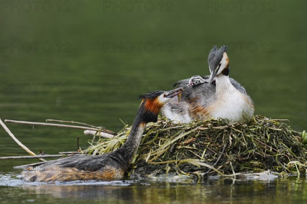 Great Crested Grebe (Podiceps Scalloped ribbonfish) feeding chicks on the nest, North Rhine-Westphalia, Germany