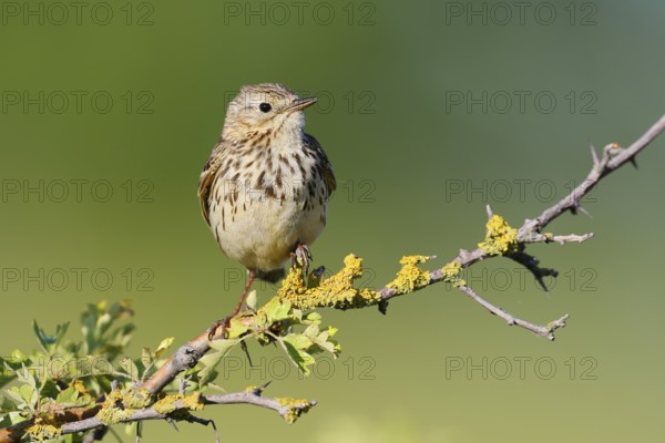 Meadow Pipit (Anthus pratensis), Schleswig-Holstein, Germany