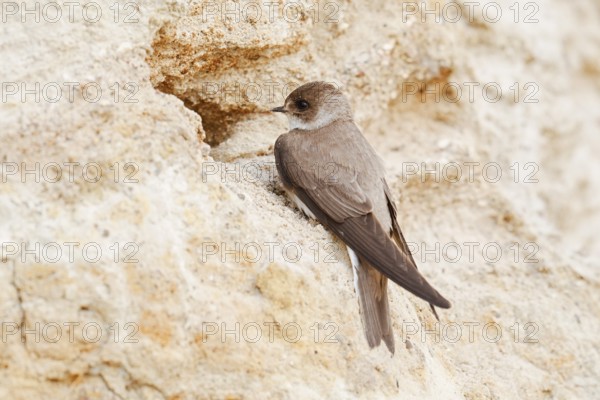 Sand martin (Riparia riparia) at the breeding tube, Schleswig-Holstein, Germany