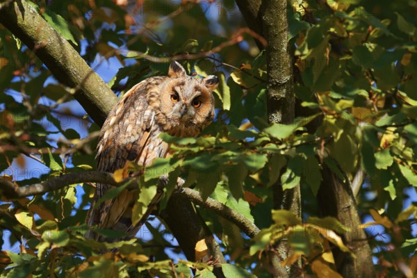 Long-eared owl (Asio otus) sitting in a tree, North Rhine-Westphalia, Germany