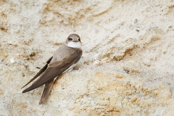 Sand martin (Riparia riparia) sitting on the breeding wall, Schleswig-Holstein, Germany