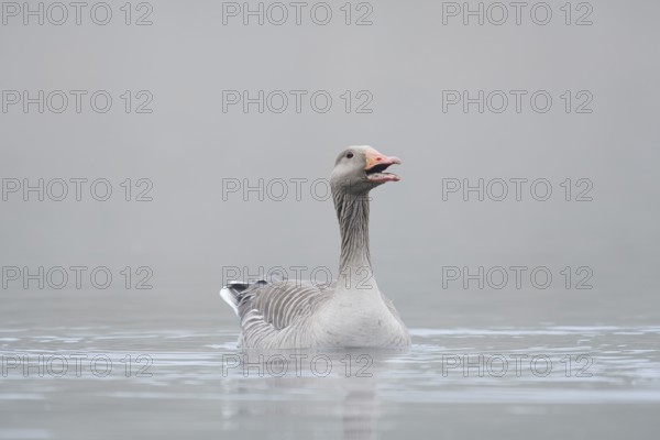 Greylag goose (Anser anser) swimming in the morning mist on a lake, North Rhine-Westphalia, Germany
