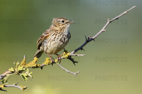Meadow pipit (Anthus pratensis) sits singing on a branch, Schleswig-Holstein, Germany