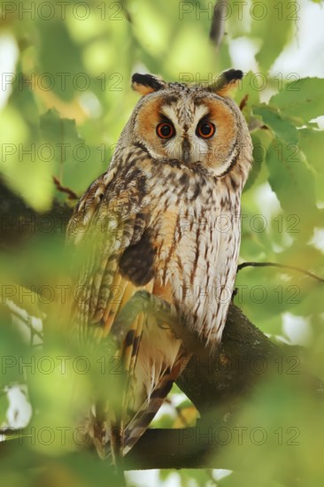 Long-eared owl (Asio otus) sitting in a tree, North Rhine-Westphalia, Germany
