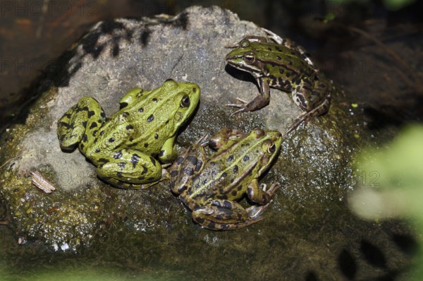 Pond frogs (Pelophylax esculentus, Rana esculenta) sitting on a stone, North Rhine-Westphalia, Germany