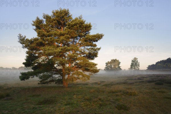 Scots pine or Scots pine (Pinus sylvestris) in heathland, Westruper Heide, North Rhine-Westphalia, Germany