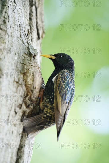 Starling (Sturnus vulgaris) at the breeding den, North Rhine-Westphalia, Germany