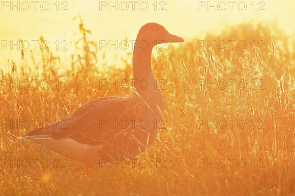 Greylag goose (Anser anser) standing against the light in a meadow at sunrise, North Rhine-Westphalia, Germany