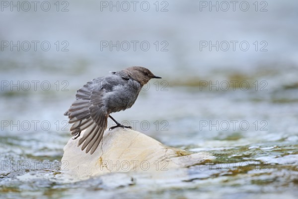 Grey White-throated White-throated Dipper (Cinclus mexicanus), Waterton Lakes National Park, Alberta, Canada