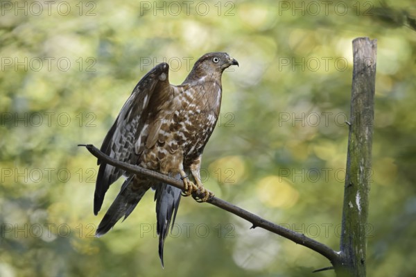 Honey buzzard (Pernis apivorus) sitting on a branch, Bavaria, Germany