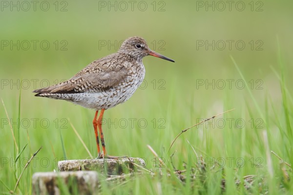 Redshank (Tringa totanus), Schleswig-Holstein, Germany