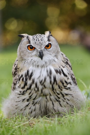 Turkmen Eagle Owl or Turkmen Eagle Owl (Bubo bubo omissus) sitting in a meadow, captive, occurrence in Asia