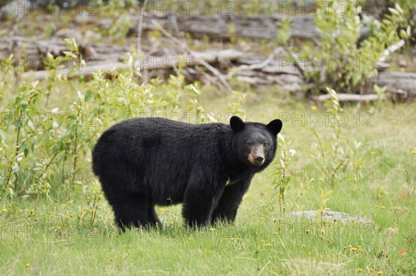American Black Bear (Ursus americanus), Jasper National Park, Alberta, Canada