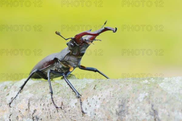 Stag beetle (Lucanus cervus), male, North Rhine-Westphalia, Germany