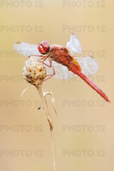 Scarlet Dragonfly (Crocothemis erythraea), male with dewdrops, North Rhine-Westphalia, Germany