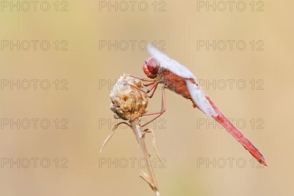 Scarlet Dragonfly (Crocothemis erythraea), male with dewdrops, North Rhine-Westphalia, Germany
