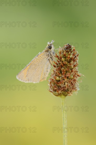 Small Skipper or Small Skipper butterfly (Thymelicus sylvestris) with dewdrops, North Rhine-Westphalia, Germany