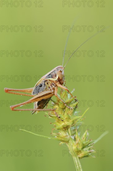 Roesel's bush-cricket (Roeseliana roeselii, Metrioptera roeselii), male, North Rhine-Westphalia, Germany