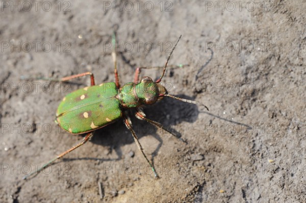 Field sand beetle or field sandpiper (Cicindela campestris), North Rhine-Westphalia, Germany
