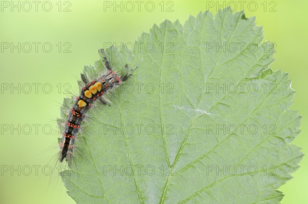 Blackthorn brush moth or small brush moth (Orgyia antiqua), caterpillar, North Rhine-Westphalia, Germany