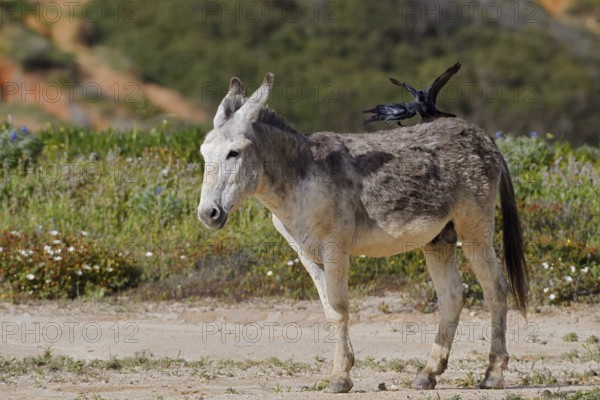 Domestic donkey (Equus asinus asinus) with jackdaws (Corvus monedula, Coloeus monedula) on its back, Algarve, Portugal
