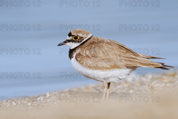 Little Ringed Plover (Charadrius dubius), North Rhine-Westphalia, Germany