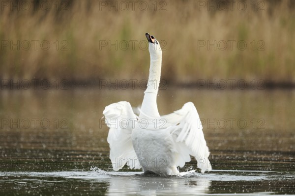 Mute swan (Cygnus olor), flapping wings, North Rhine-Westphalia, Germany