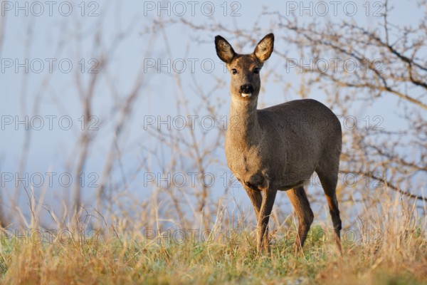 European roe deer (Capreolus capreolus), doe, North Rhine-Westphalia, Germany