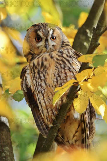 Long-eared owl (Asio otus) sitting in a tree in autumn, North Rhine-Westphalia, Germany