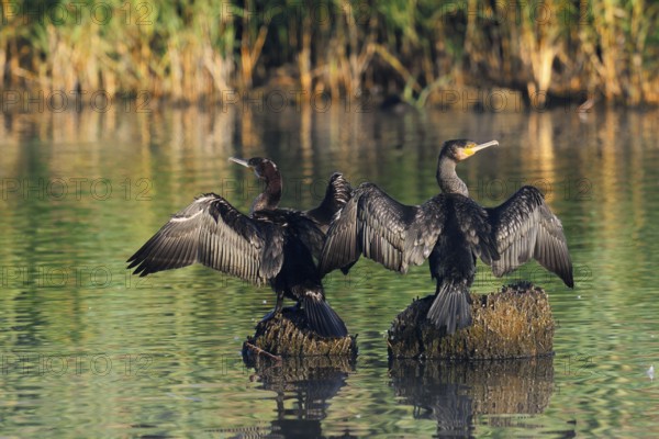 Cormorants (Phalacrocorax carbo) sitting on tree stumps in the water and drying their feathers, North Rhine-Westphalia, Germany