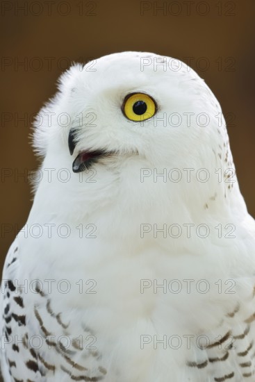 Snowy owl (Bubo scandiacus, Nyctea scandiaca), female, portrait, captive, North Rhine-Westphalia, Germany